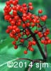 Sambucus racemosa 10