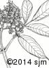 Sambucus racemosa 15