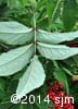 Sambucus racemosa 4