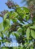 Sambucus racemosa 6