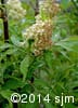 Sambucus racemosa 7