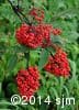 Sambucus racemosa 9