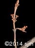 Shepherdia canadensis 14