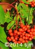 Sorbus decora 11