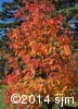 Sorbus decora 12