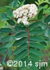 Sorbus decora 4