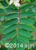 Sorbus decora 5