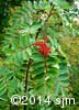 Sorbus decora 8