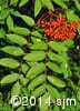 Sorbus decora 9
