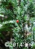 Taxus canadensis 10