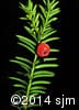Taxus canadensis 11