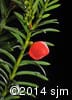 Taxus canadensis 12
