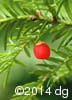 Taxus canadensis 14