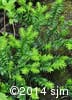 Taxus canadensis 2