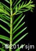 Taxus canadensis 3