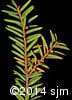 Taxus canadensis 4
