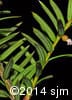 Taxus canadensis 5