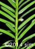 Taxus canadensis 7