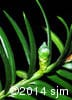 Taxus canadensis 9