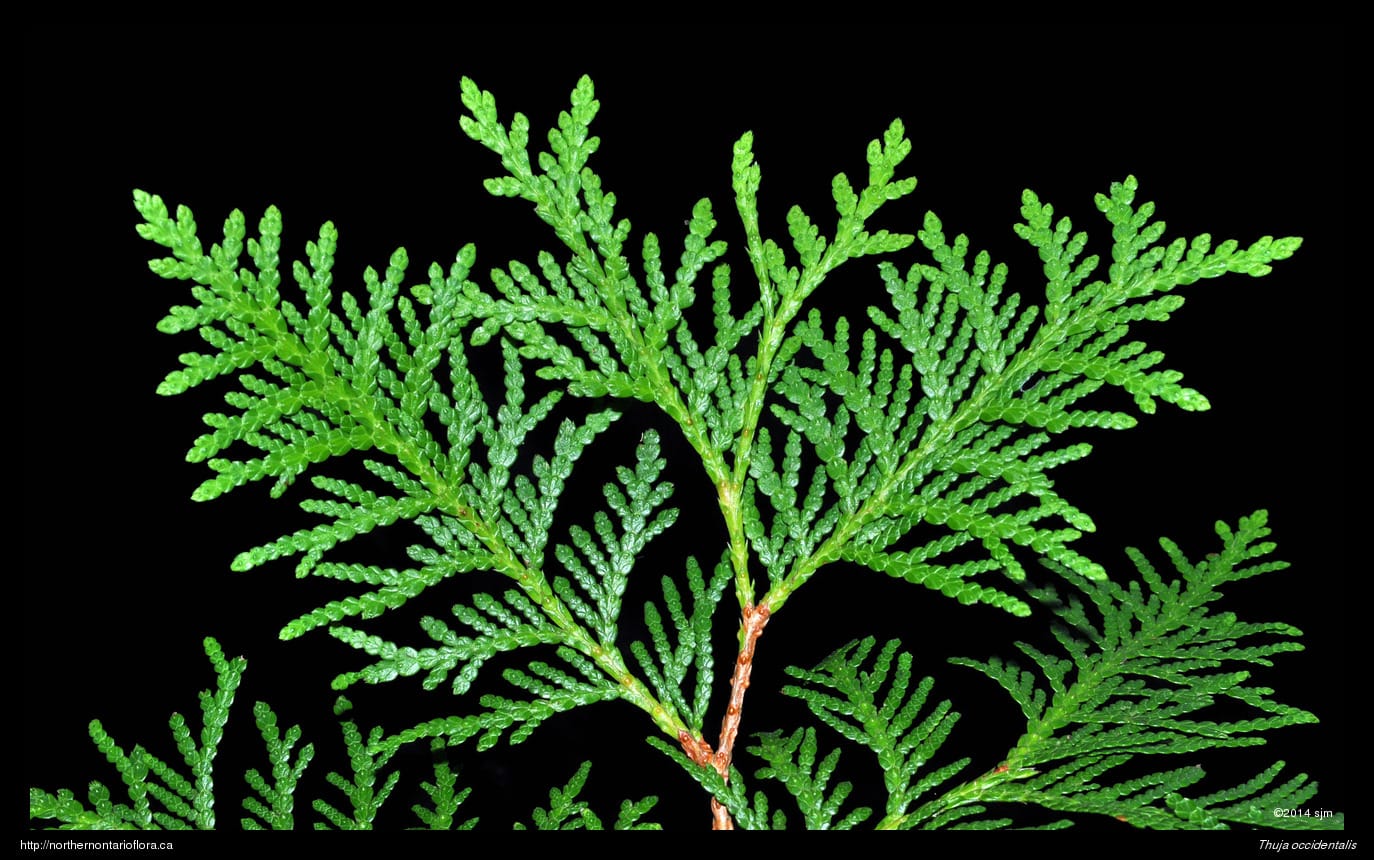 NOPD - Plant Description (Thuja occidentalis L.)