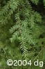 Tsuga canadensis twg