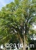 Ulmus americana 1