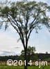 Ulmus americana 2