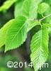 Ulmus americana 5