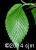 Ulmus americana 6