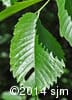 Ulmus americana 7