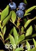 Vaccinium angustifolium 12