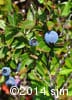 Vaccinium angustifolium 13