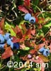 Vaccinium angustifolium 14