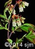 Vaccinium angustifolium 3