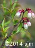 Vaccinium angustifolium 7