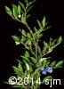 Vaccinium myrtilloides 10