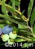 Vaccinium myrtilloides 11
