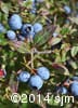 Vaccinium myrtilloides 12