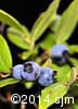 Vaccinium myrtilloides 13