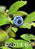 Vaccinium myrtilloides 14