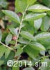 Vaccinium myrtilloides 4