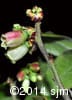 Vaccinium myrtilloides 7