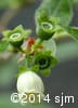 Vaccinium myrtilloides 9