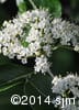 Viburnum cassinoides 10