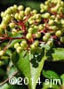 Viburnum cassinoides 11