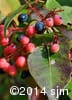 Viburnum cassinoides 12