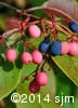 Viburnum cassinoides 13