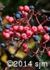 Viburnum cassinoides 14