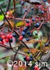 Viburnum cassinoides 15