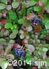 Viburnum cassinoides 16